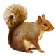 Squirrel profile