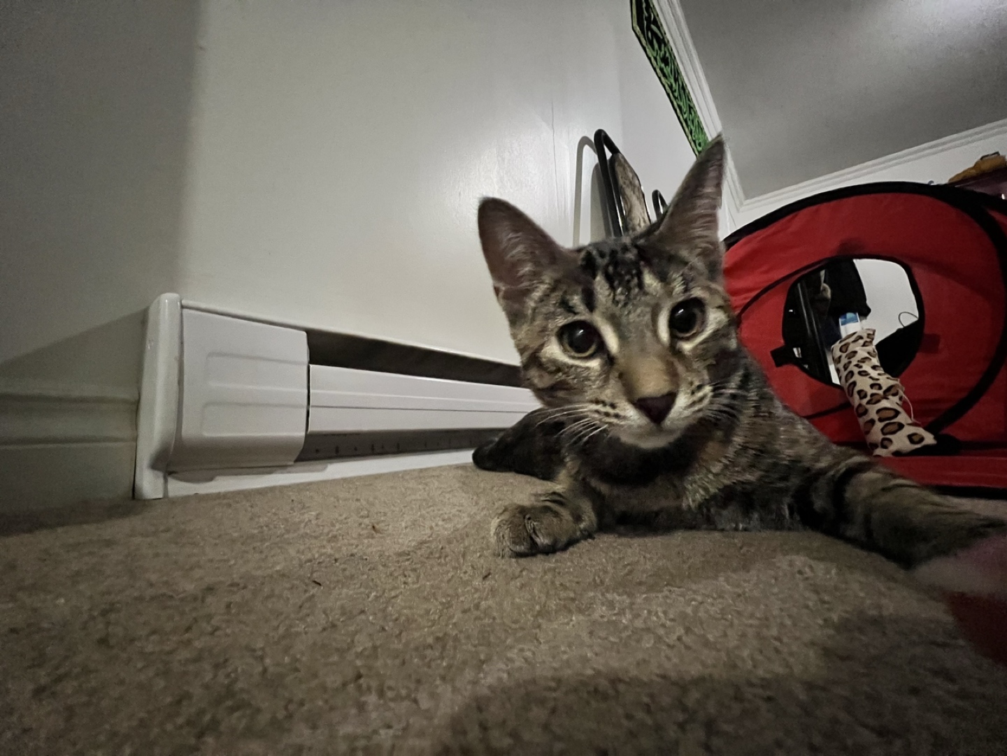 Zed profile