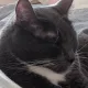 Peter profile