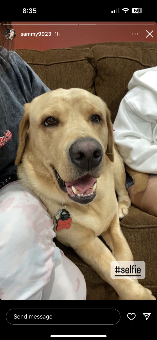 Joey profile