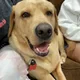 Joey profile