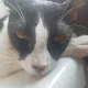 Jecka profile