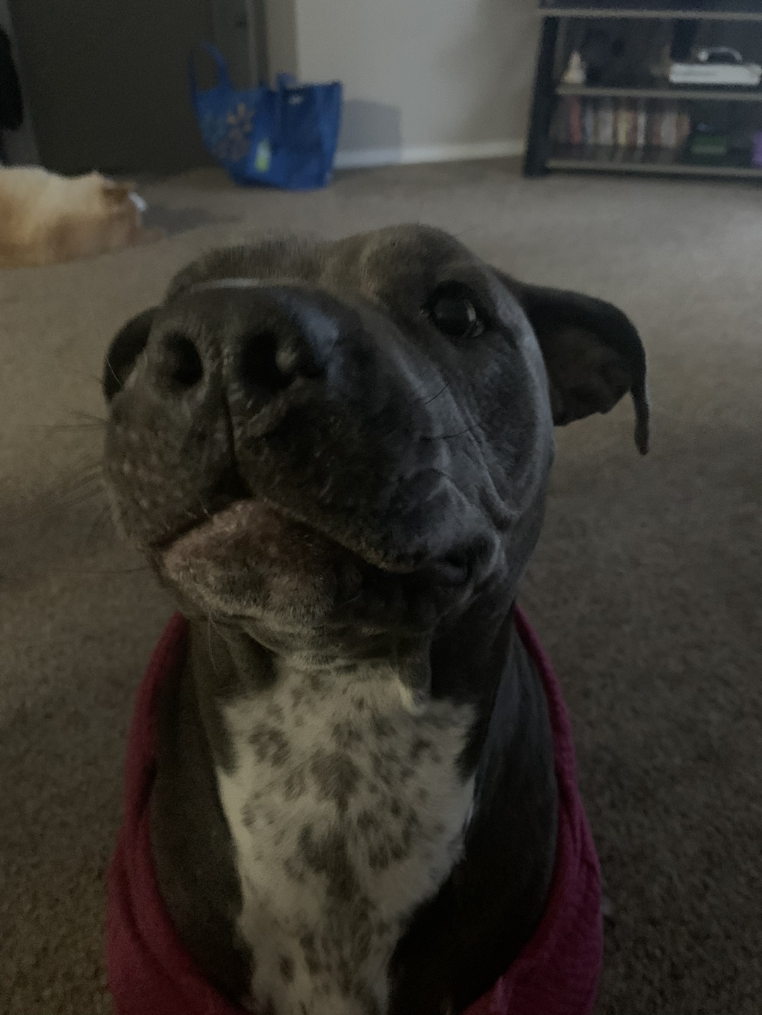 Caylyn profile