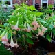 Terra Verde profile