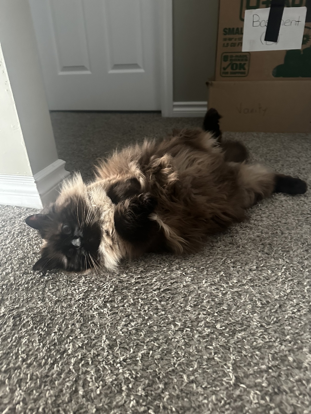 Nova profile