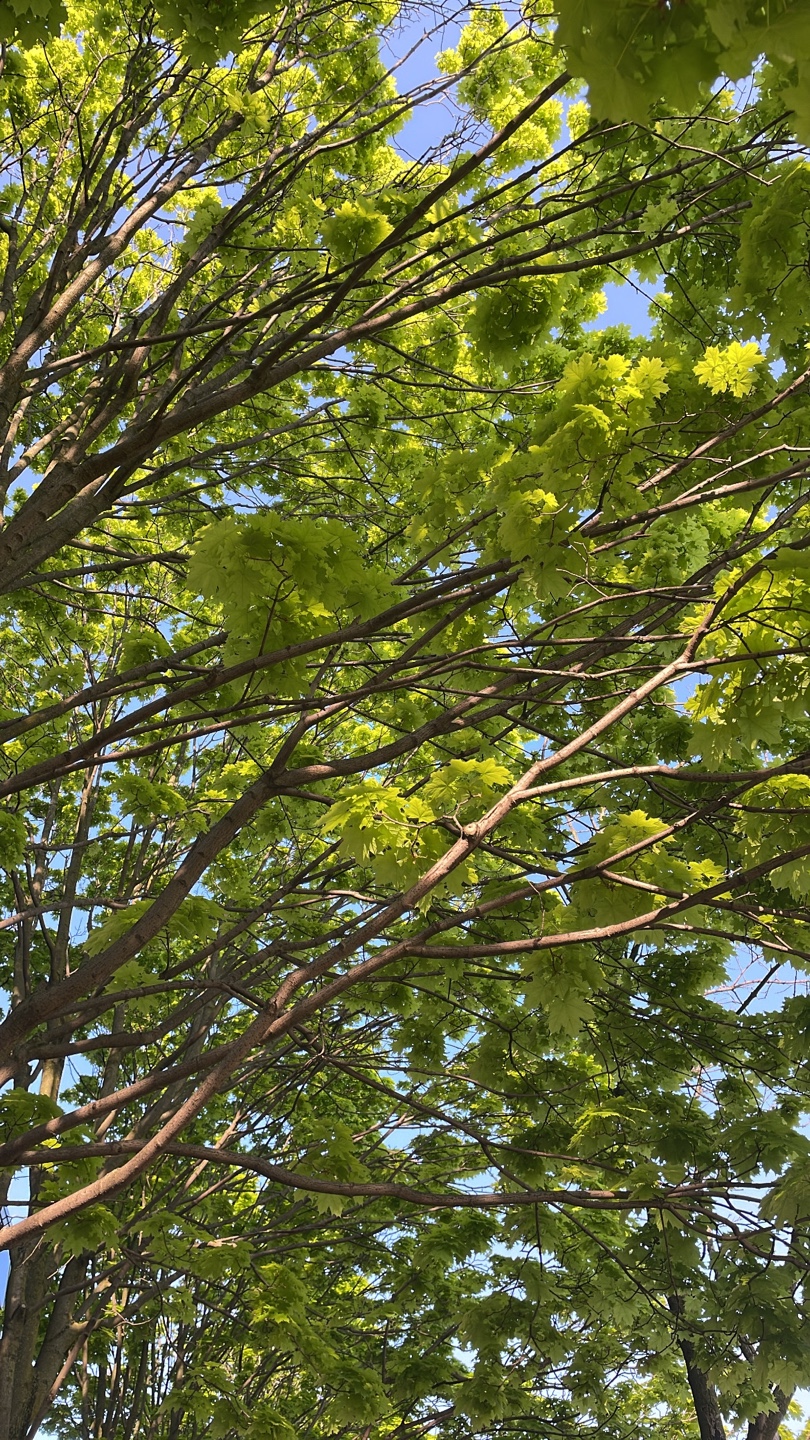 Plushpillows profile