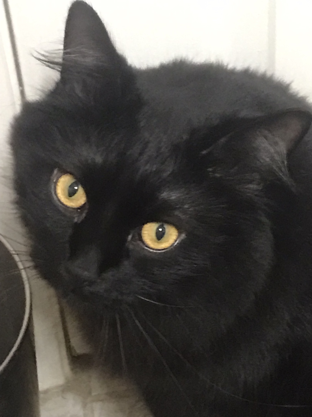 Riley profile