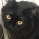 Riley profile