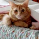 sharon profile