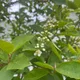 Evergreen profile