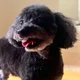 cinel profile