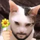 thi profile
