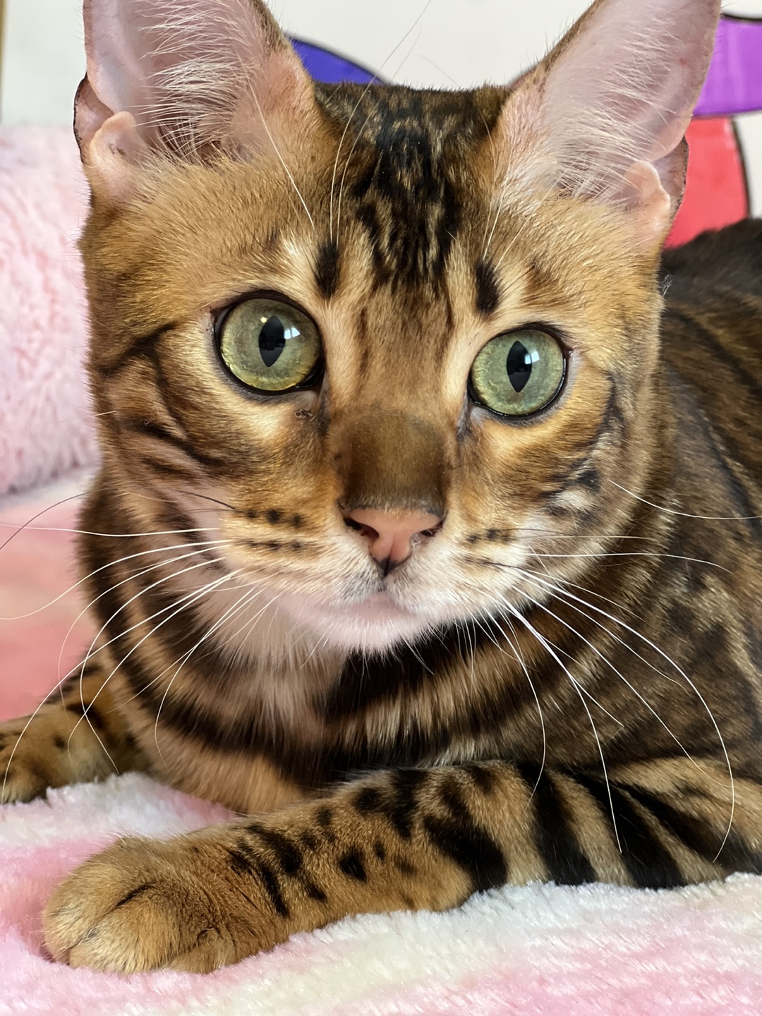 Rosamaria profile
