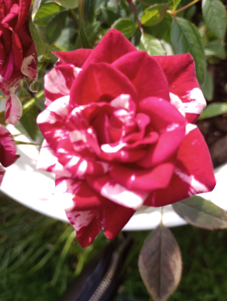 menny torres profile