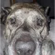 Larry Damphouse profile