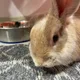 Bo profile