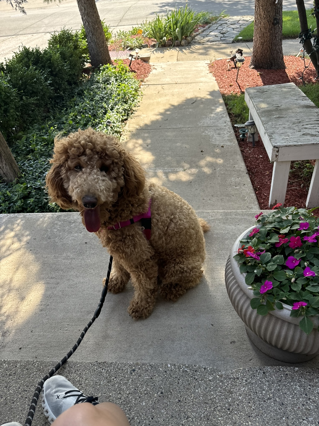 Rosie profile