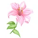 Lily profile