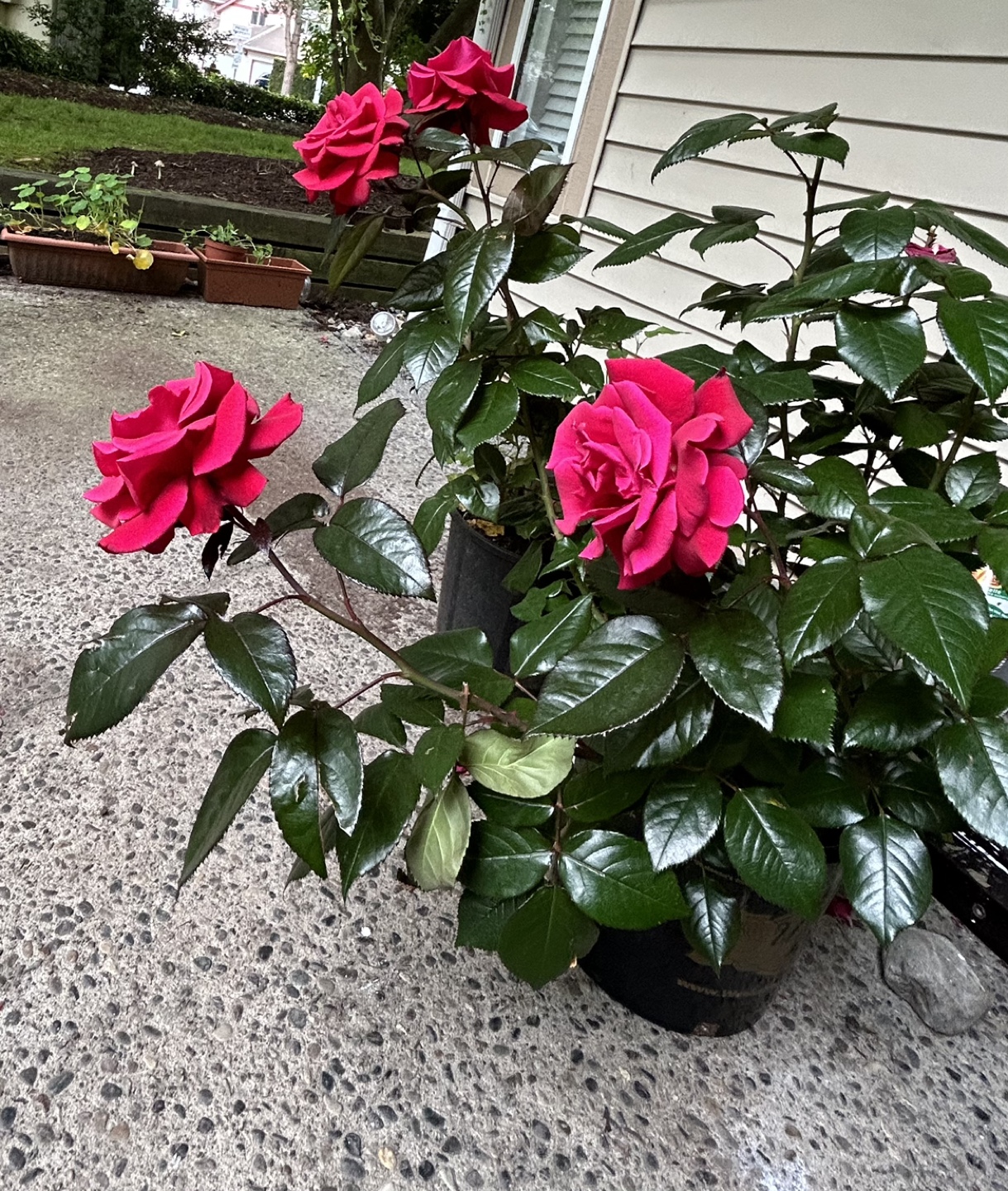 Laxmi profile