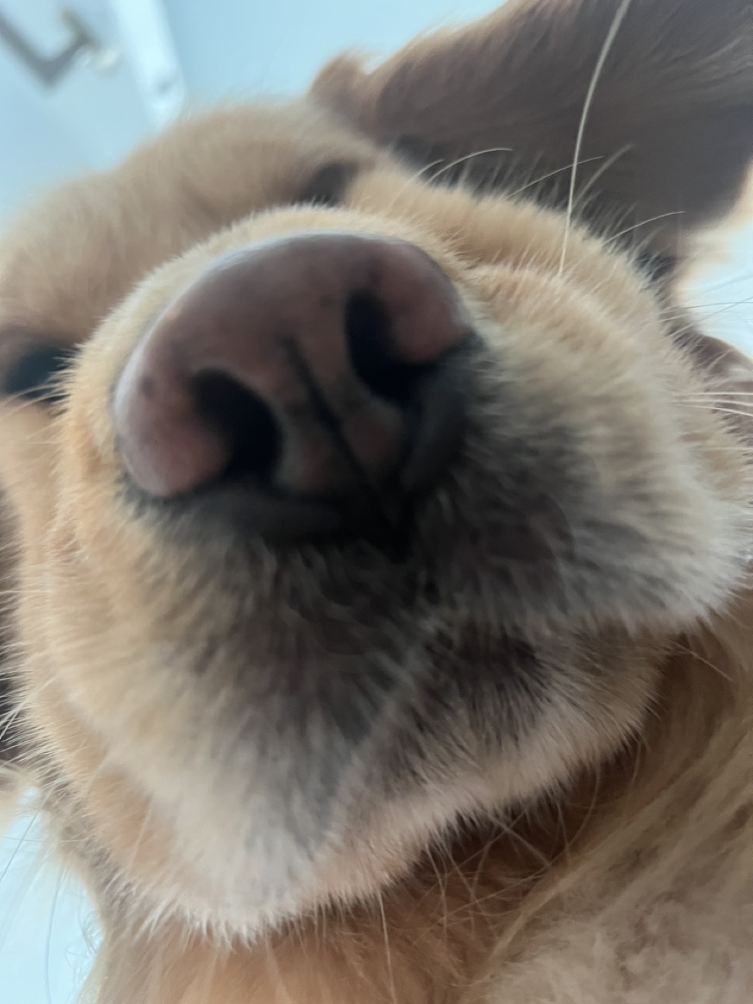 lucas profile