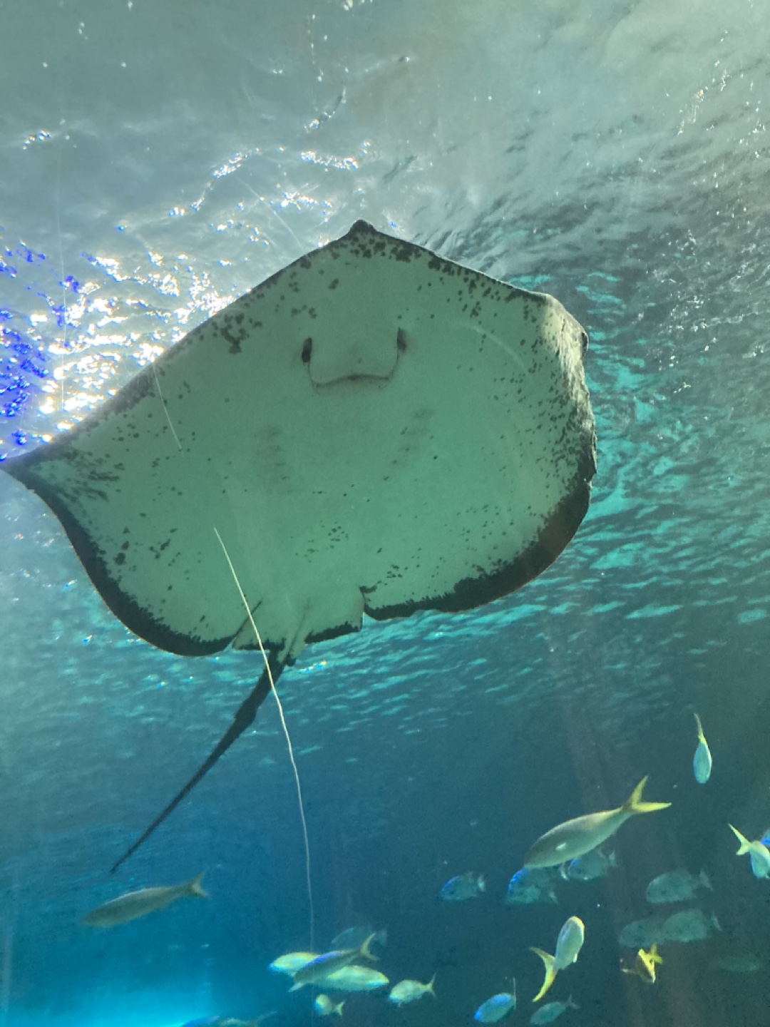 Clearing it out profile