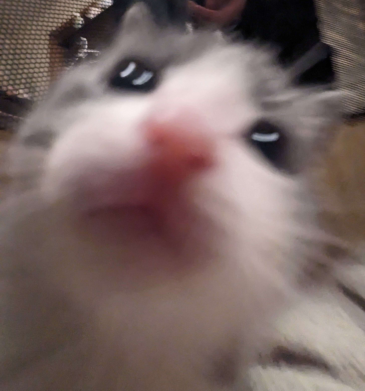 milo profile