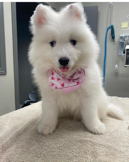 Yuki