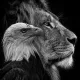 Rio profile