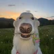 Fox B profile