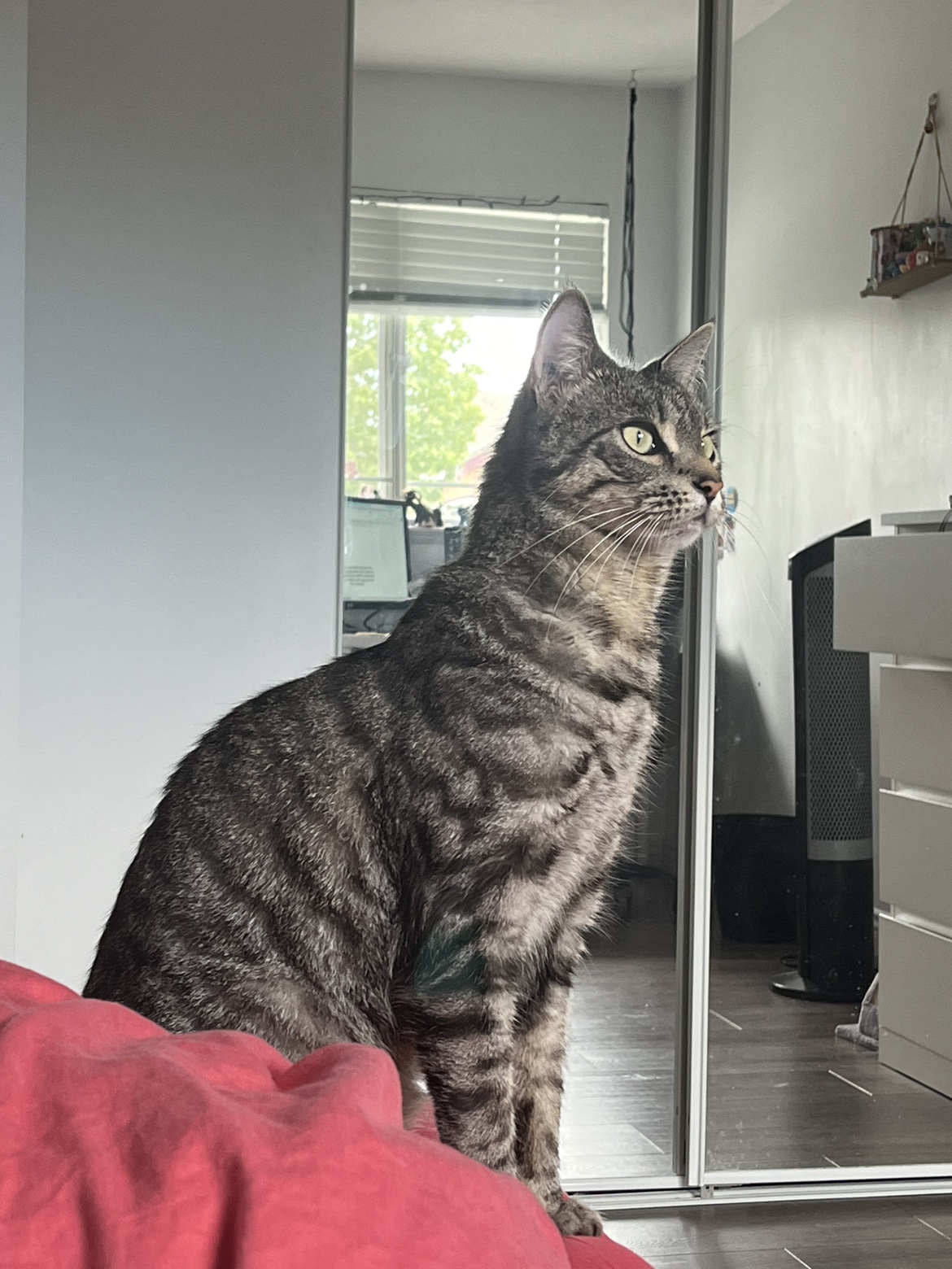 Camelia profile