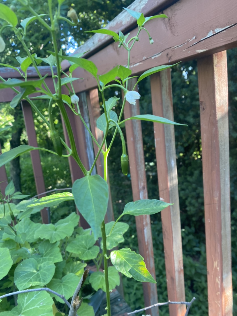 The Green Loop profile