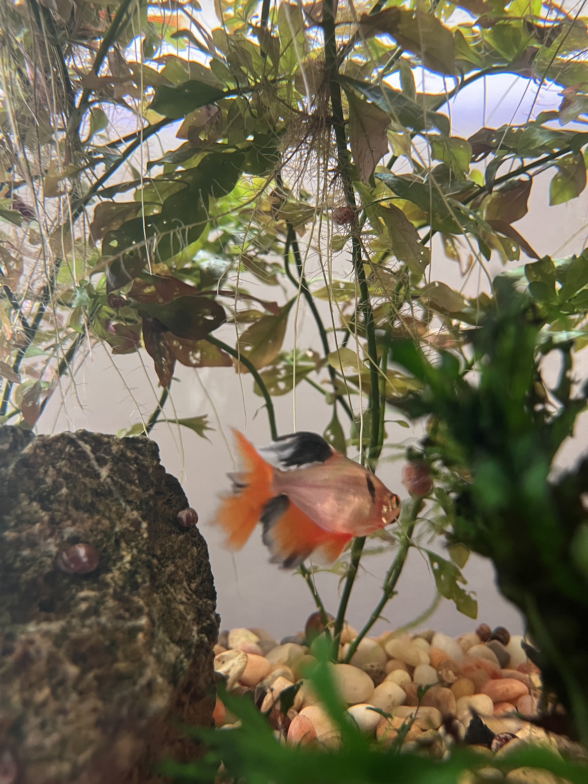 Sam profile