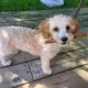 Iwona profile