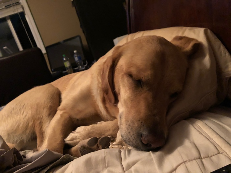 LazyDog profile