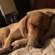 LazyDog profile
