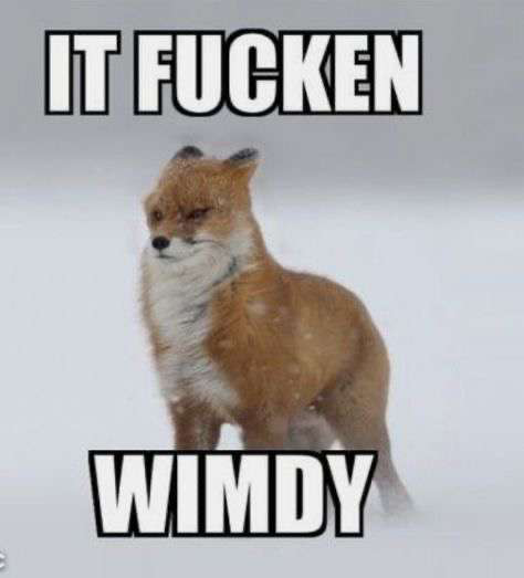 Foxxieboi
