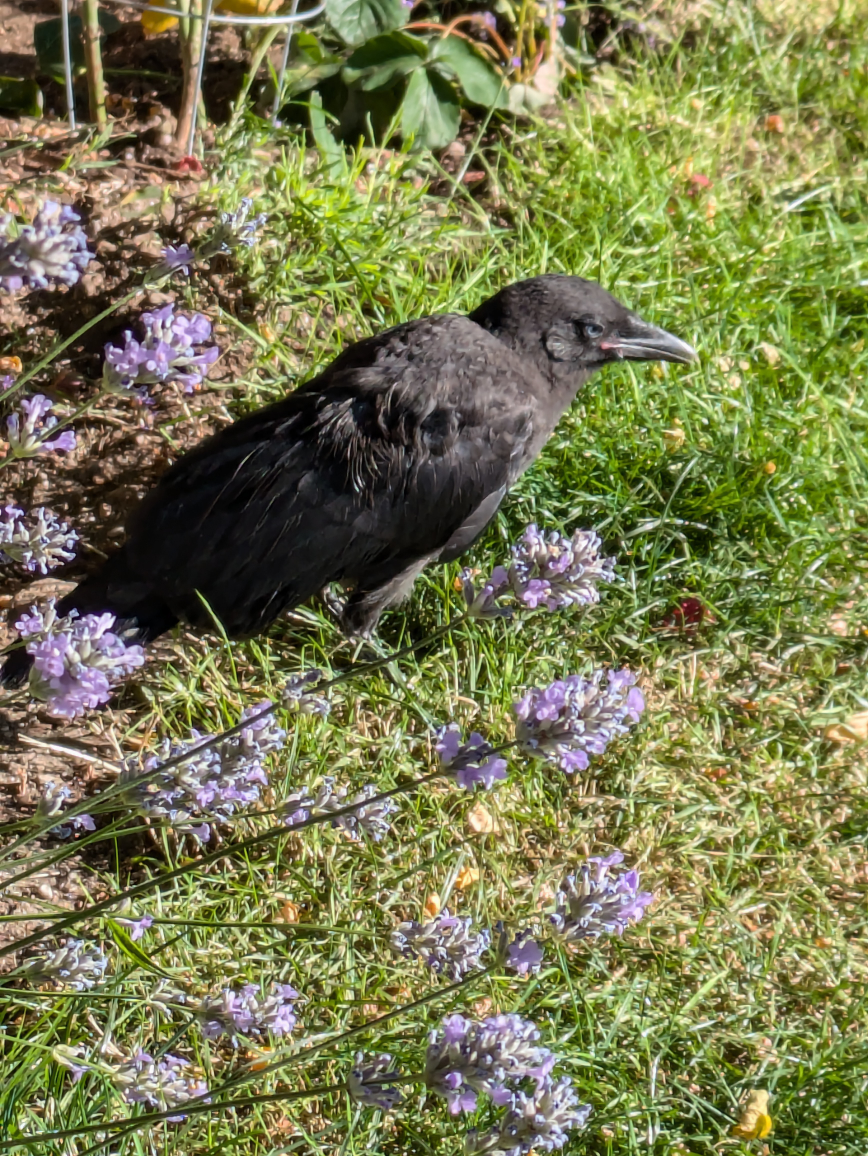 Crow