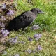 Crow profile