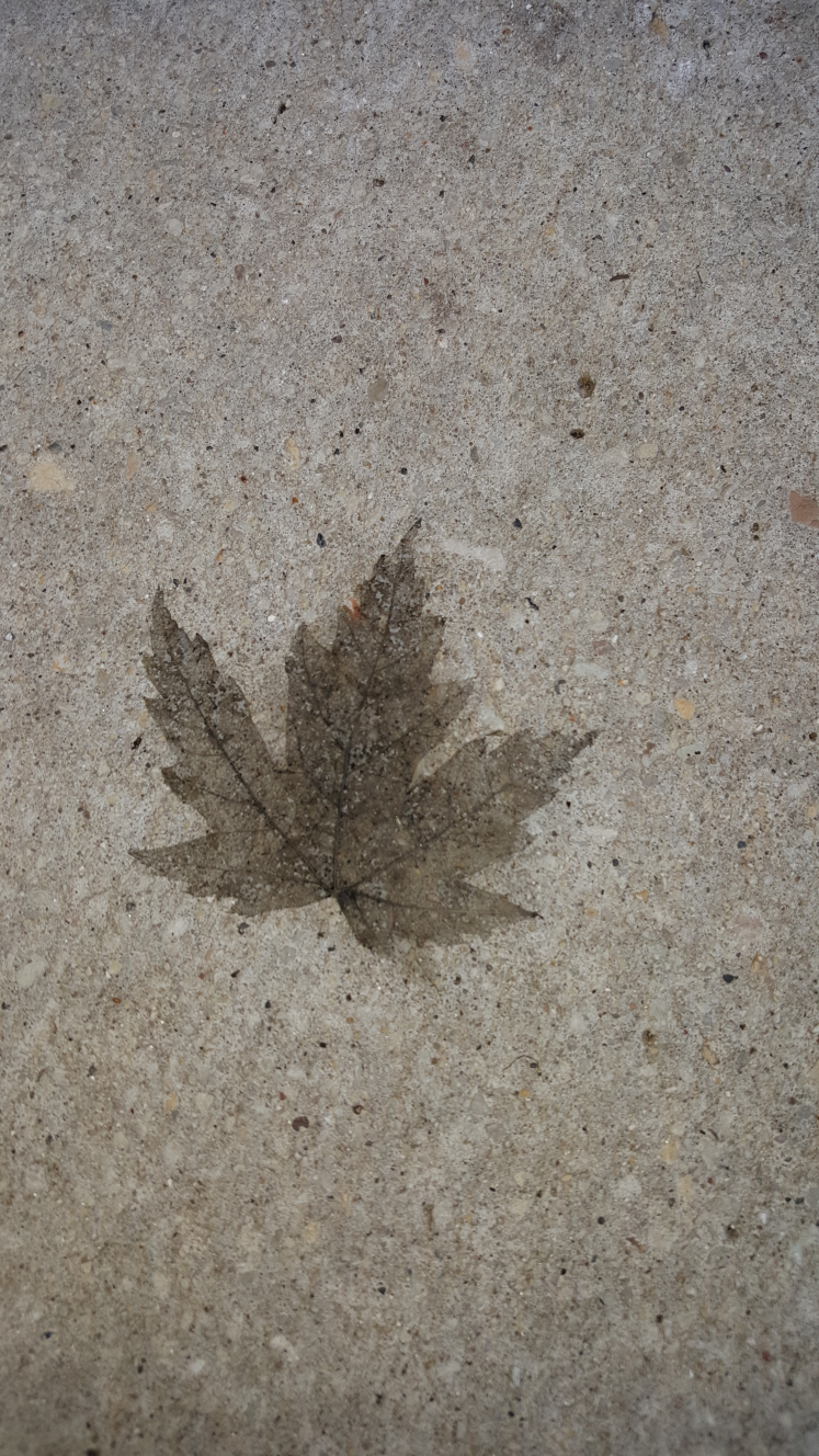 HeavenlySpice7 profile