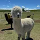 Kay profile