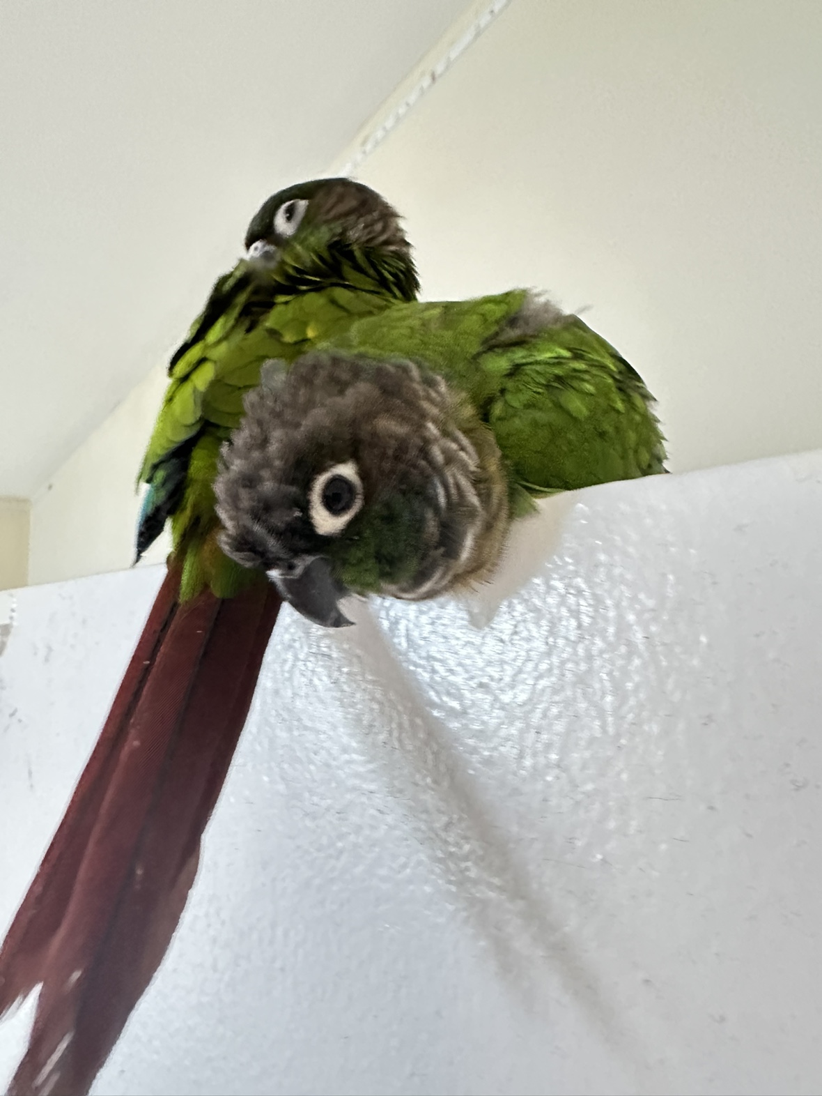 sebas profile
