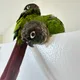 sebas profile