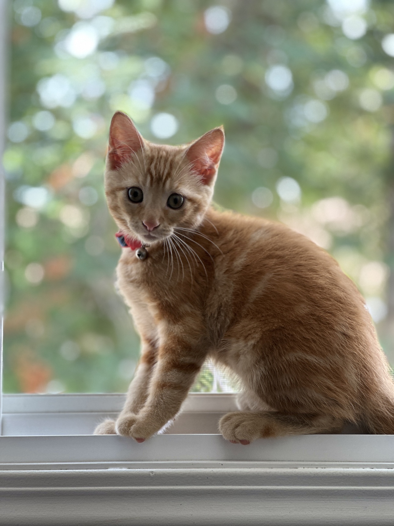 Chiko profile