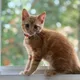 Chiko profile