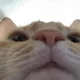 Cass profile