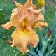 Gratitude and Grace profile