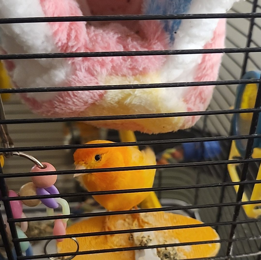 shawana neff profile