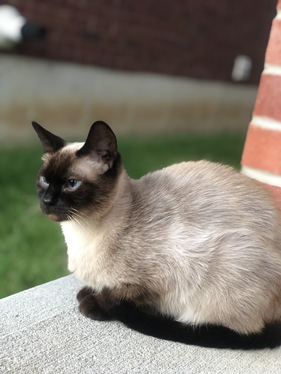Mohamed profile
