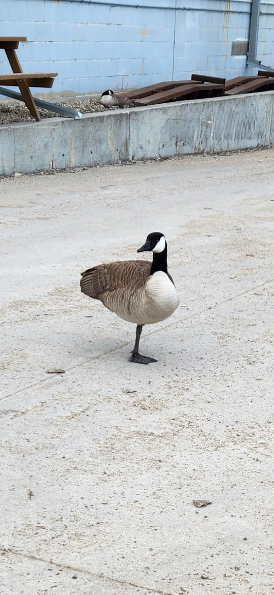 manolito profile
