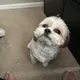 Koda profile